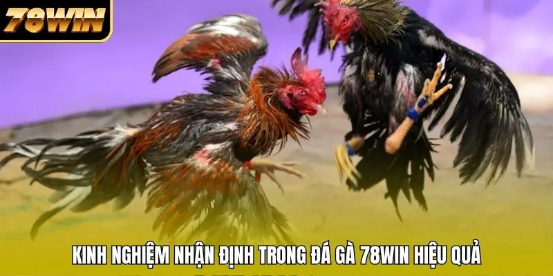 Kinh nghiệm nhận định trong đá gà 78WIN hiệu quả Kinh nghiệm nhận định trong đá gà 78WIN hiệu quả