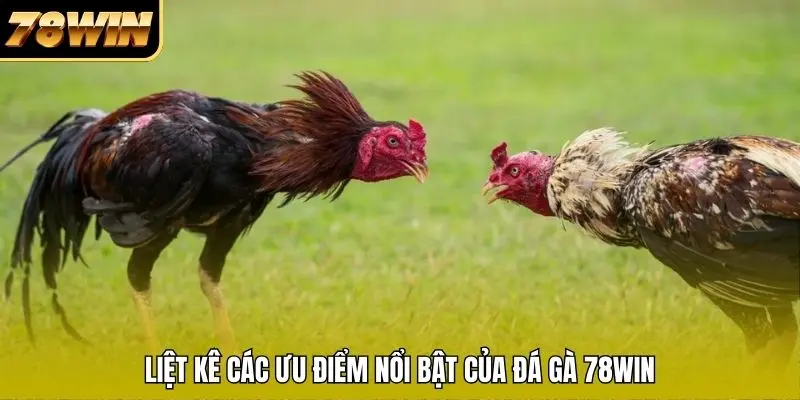 Liệt kê các ưu điểm nổi bật của đá gà 78WIN Liệt kê các ưu điểm nổi bật của đá gà 78WIN